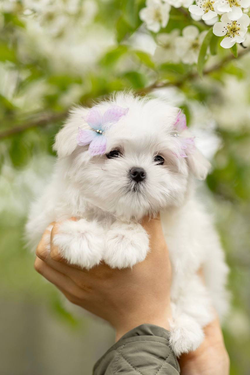 Thumbnail: Judy - Maltese girl with gorgeous white coats 