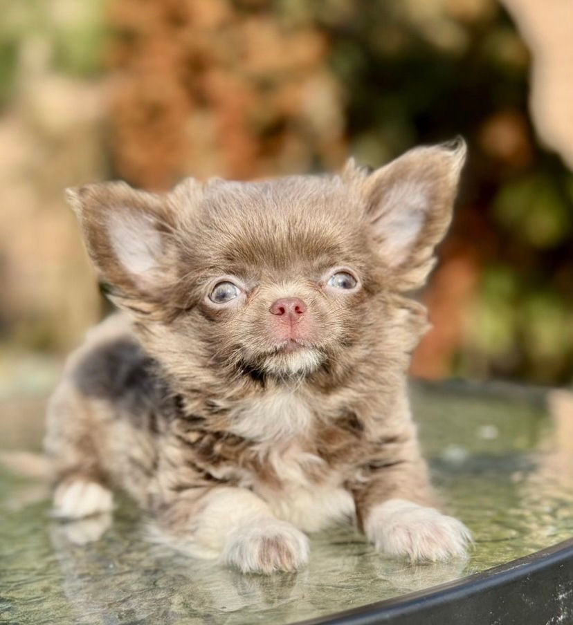 Miniature : Kinder - long - haired lilac Chihuahua boy 