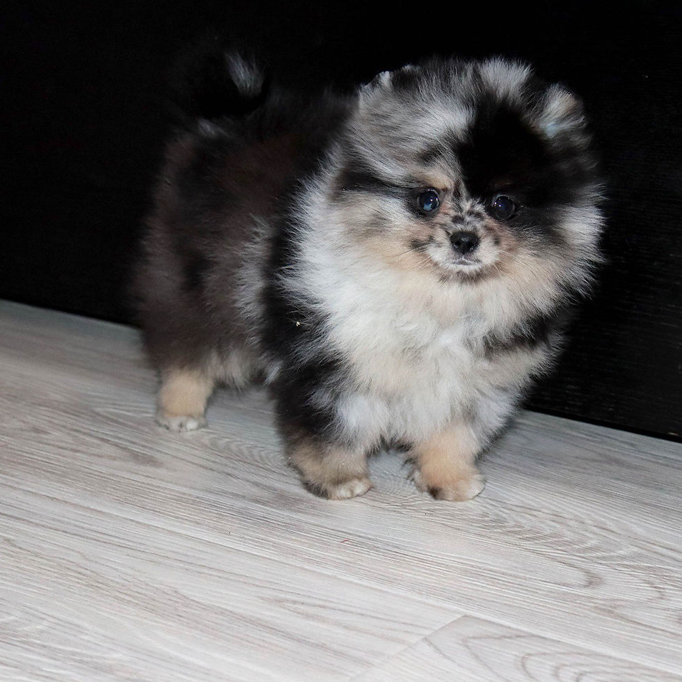 Miniatura: Sidney - incredible Merle and tan Pomeranian girl