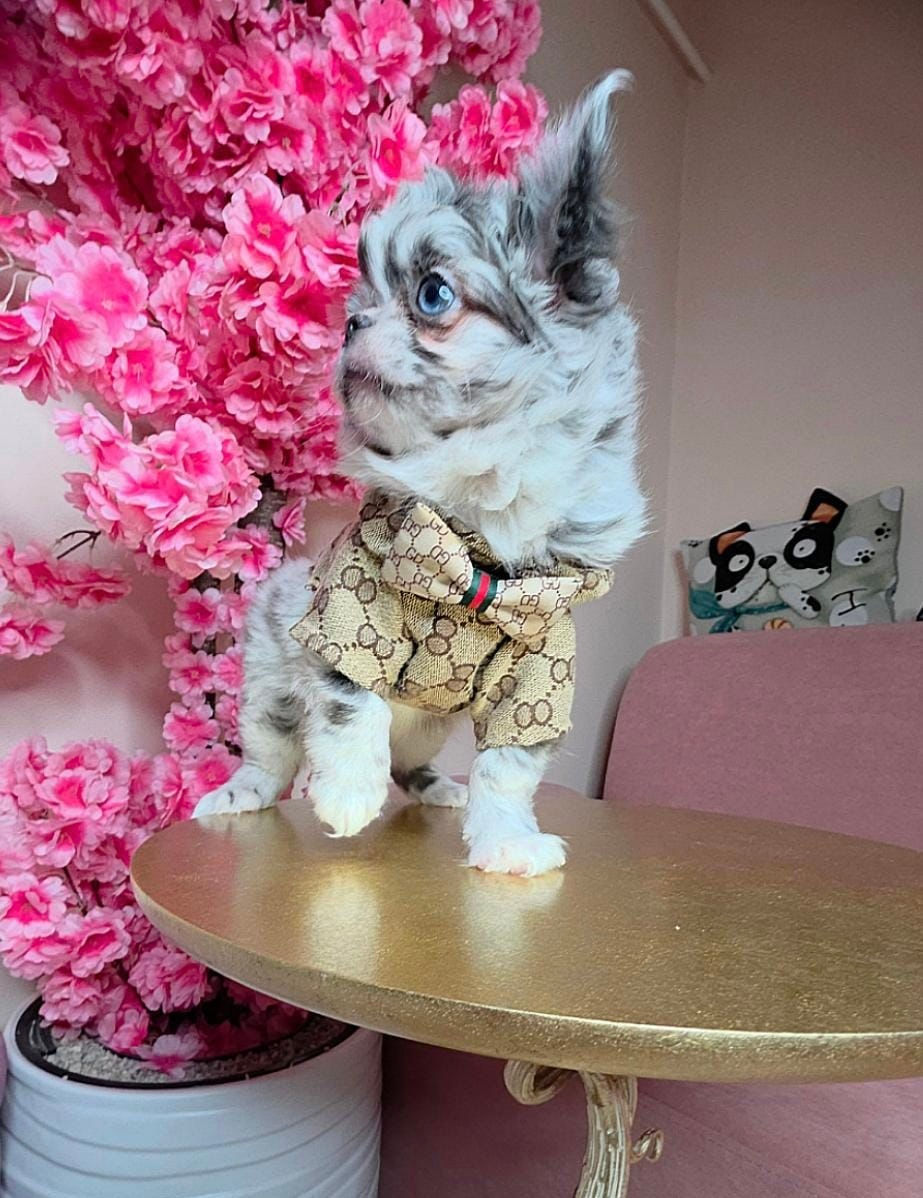 Miniaturbild: Gabriel - outstanding blue Merle boy