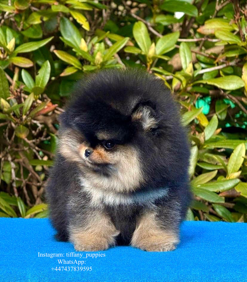 Miniatyrbild: Boss - Black ant tan Pomeranian perfection boy with touch of sass