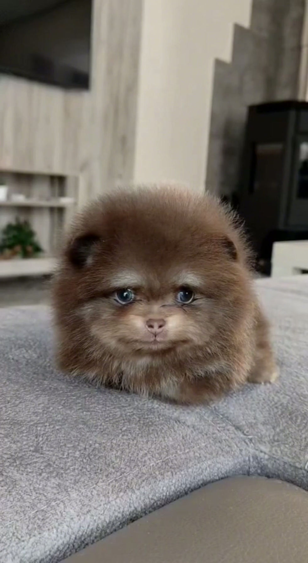 Thumbnail: Flint - adorable chocolate ant tan Pomeranian boy 
