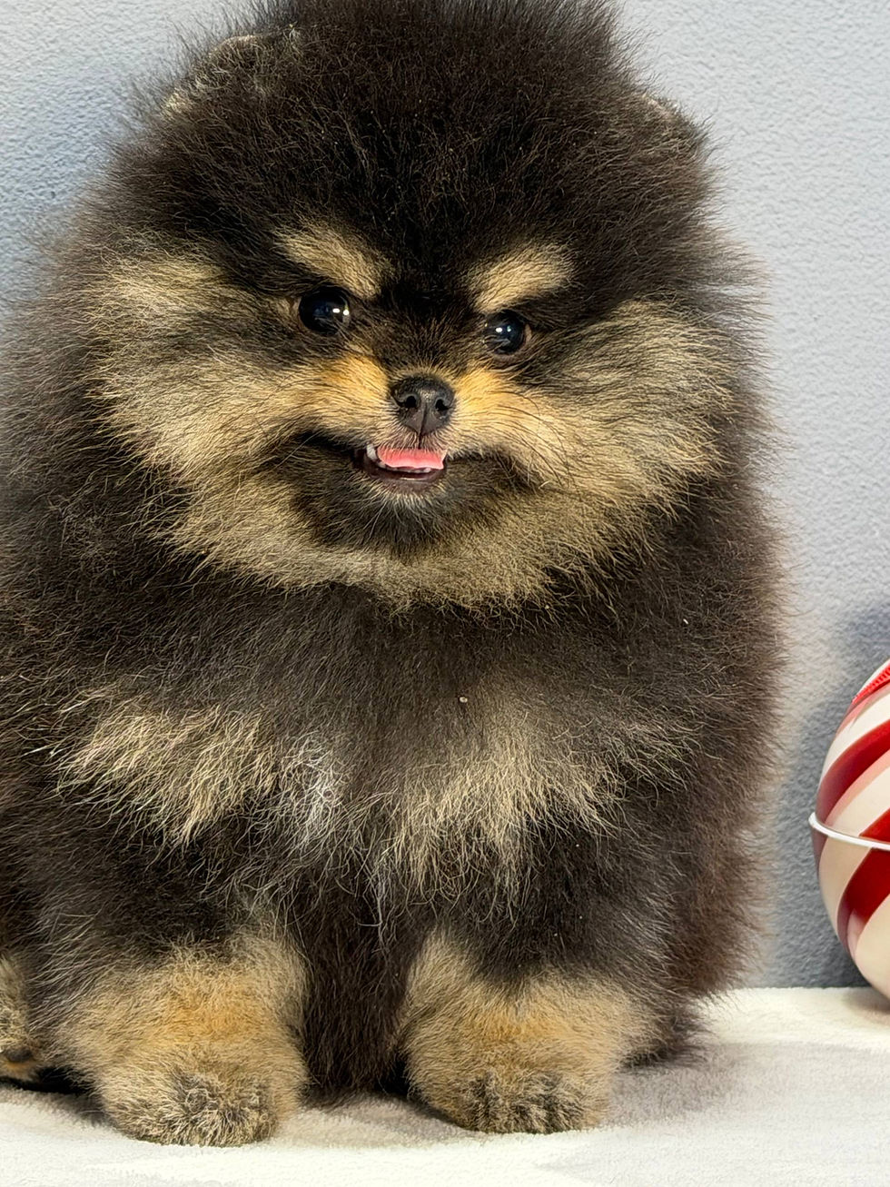 Миниатюра: Kuzco - cozy black-tan Pomeranian fluffball boy 