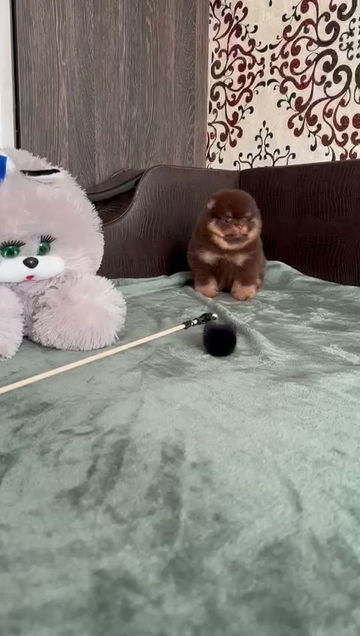 Thumbnail: Milo - whimsical teddy bear Pomeranian male