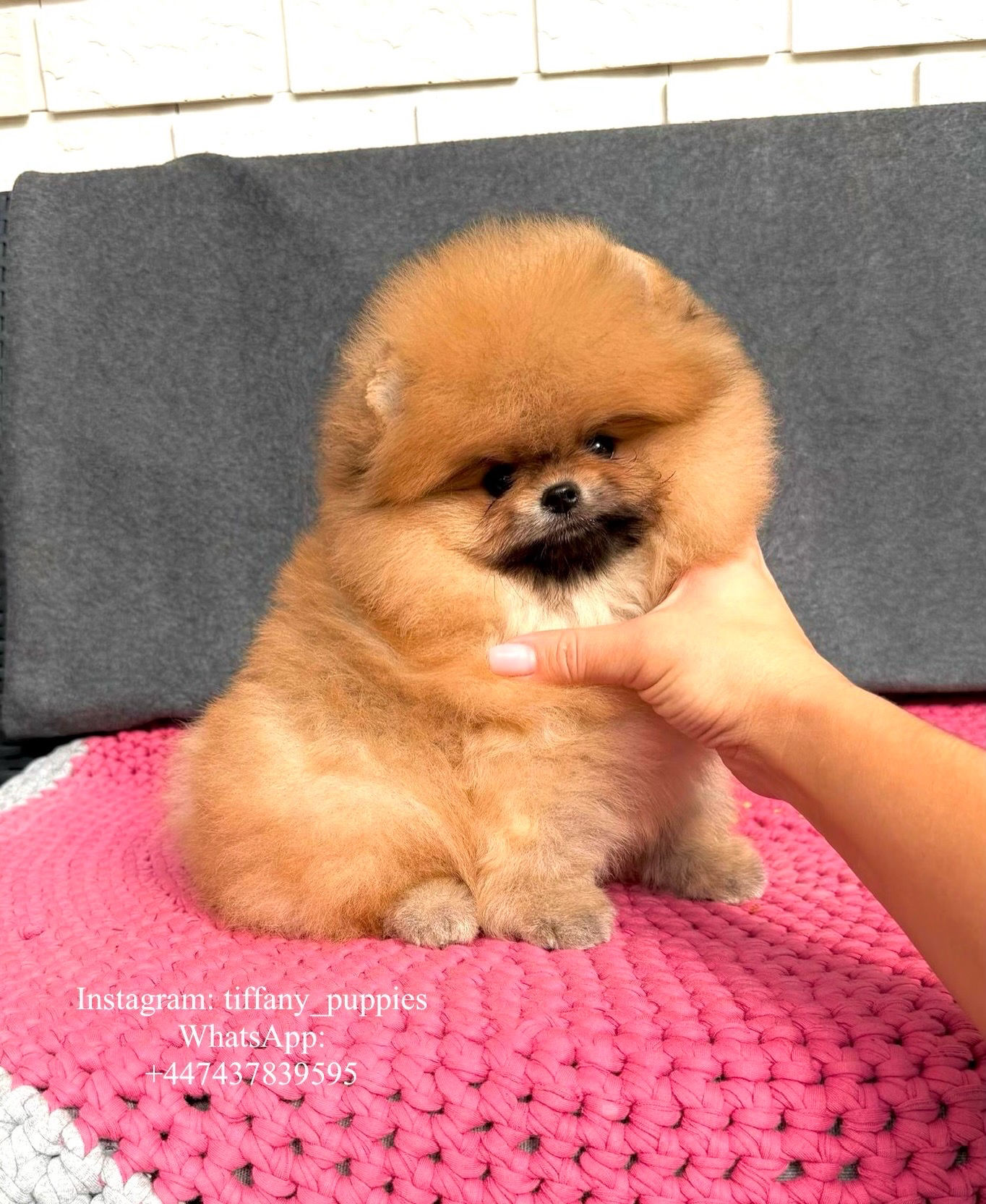 Juice - a vibrant orange Pomeranian boy 