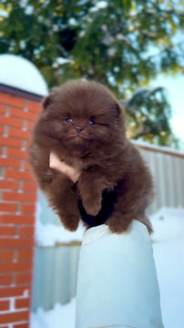 Miniatura: Chase - charming brown mini Pomeranian boy