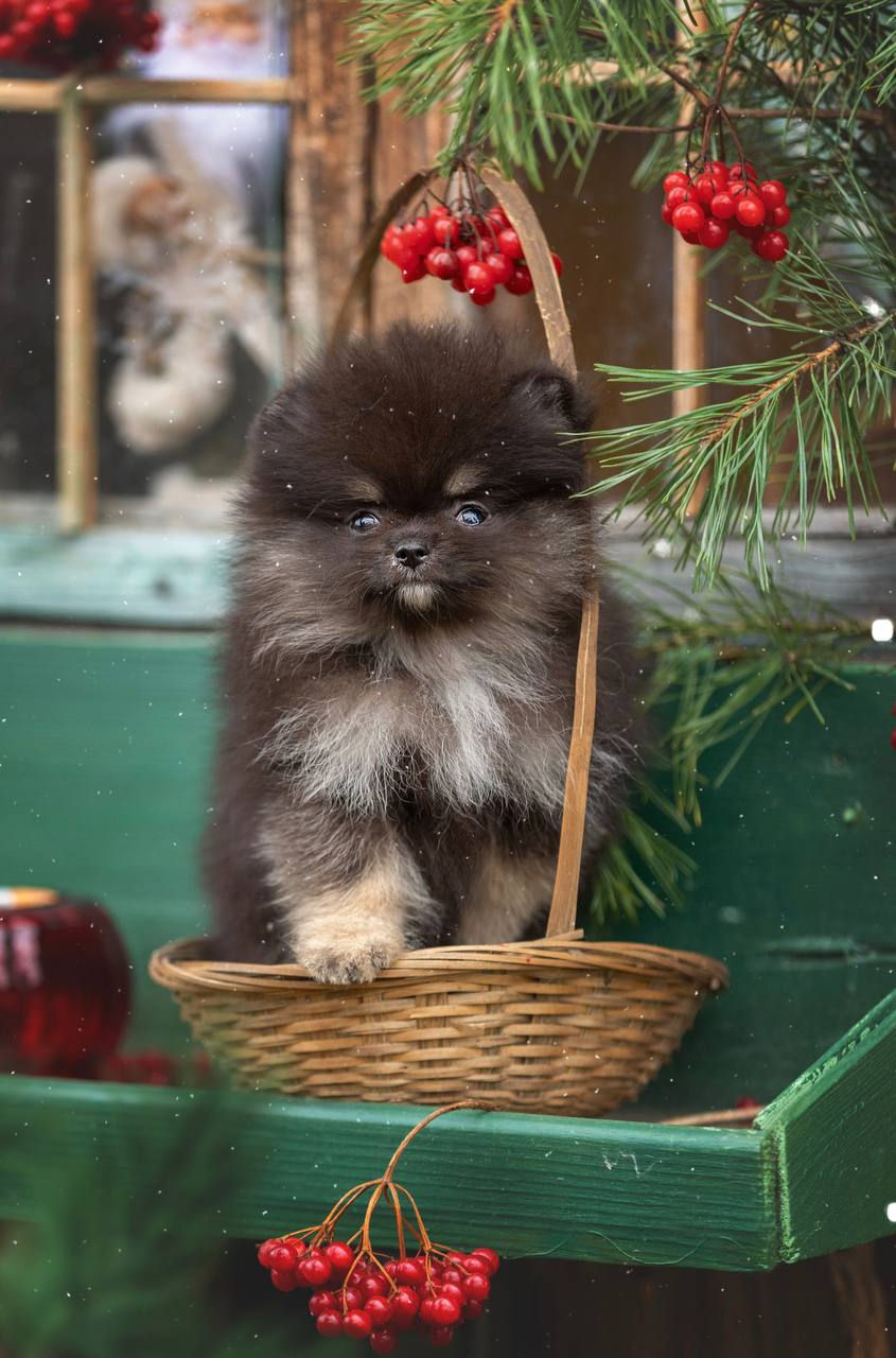 サムネイル： Elisha - Black and tan with white Pomeranian male