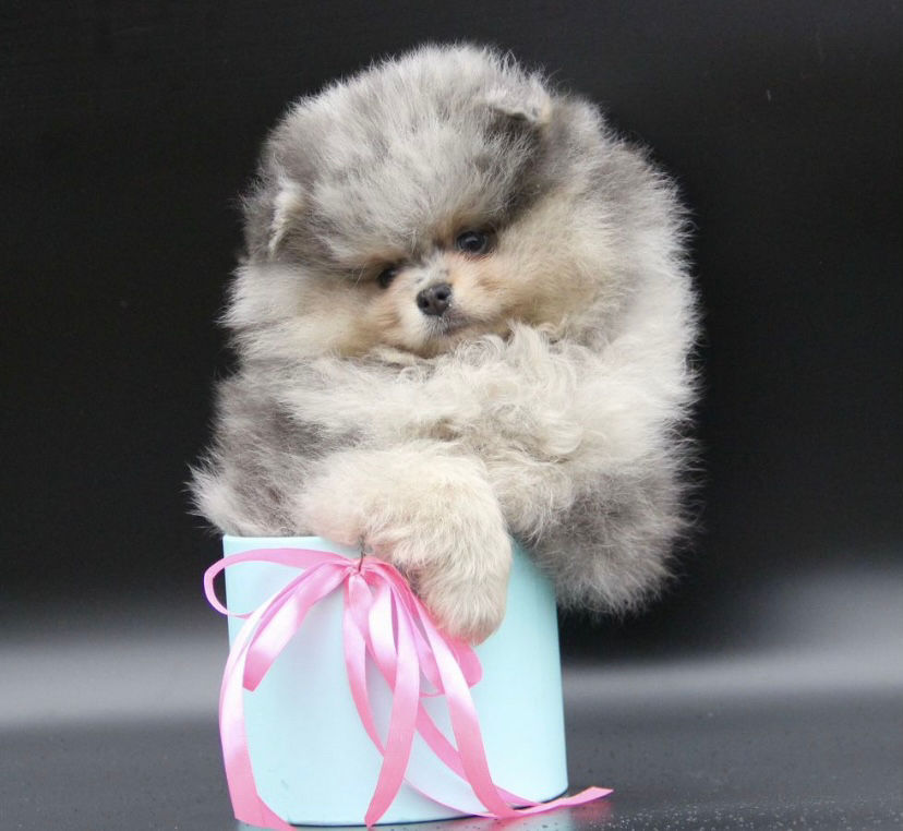 Thumbnail: Mickey - merle Pomeranian boy with tan markings 