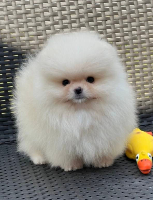 Miniaturbild: Whitey - white/cream Pomeranian boy 