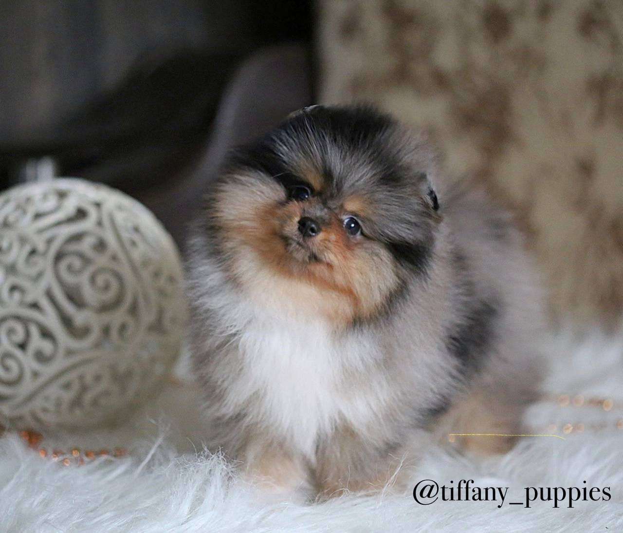 Millie - luxurious fluffy teddy bear Pomeranian female
