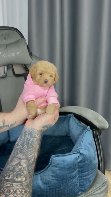 Miniatura: Lottie - adorable light orange Toy Poodle girl