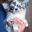 Miniatura: Prince Gabriel - exclusive blue merle Chihuahua male