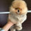 Miniature : Zoom - sable-coated Pomeranian mini boy, full of spark 