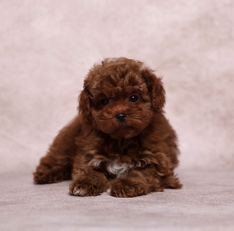 Miniatyrbild: Miley - glamorous red-haired Maltipoo girl 