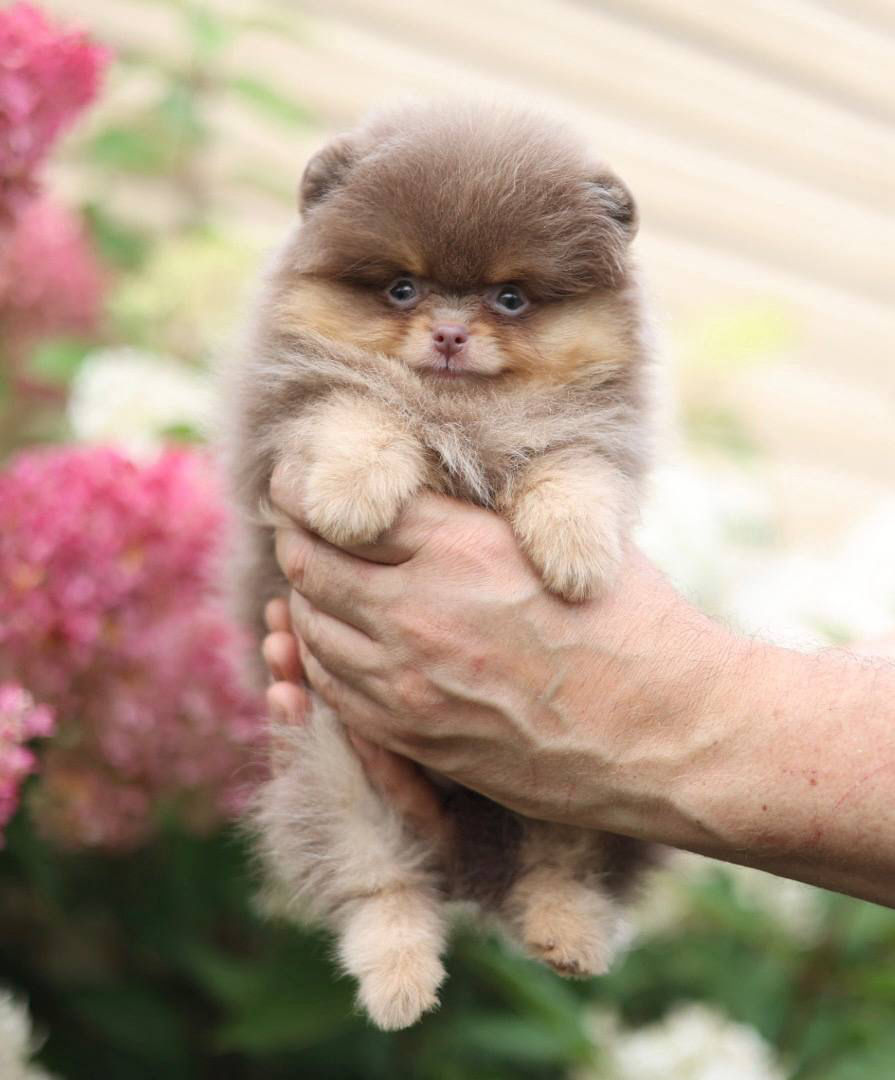 Miniatura: Rosie - brown and tan Pomeranian girl 