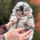Thumbnail: Sandy - delightful blue merle with tan Pomeranian female 
