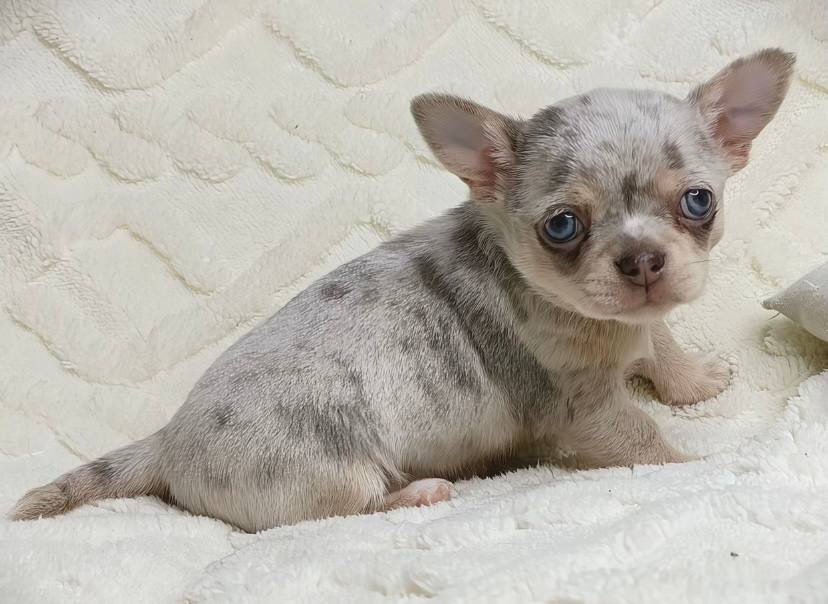 Miniature : Linda - gorgeous lovely puppy Chihuahua girl