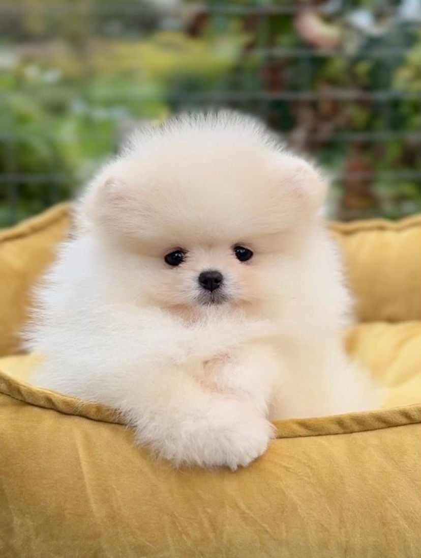 Миниатюра: Yan - sweet brave little boss Pomeranian male 