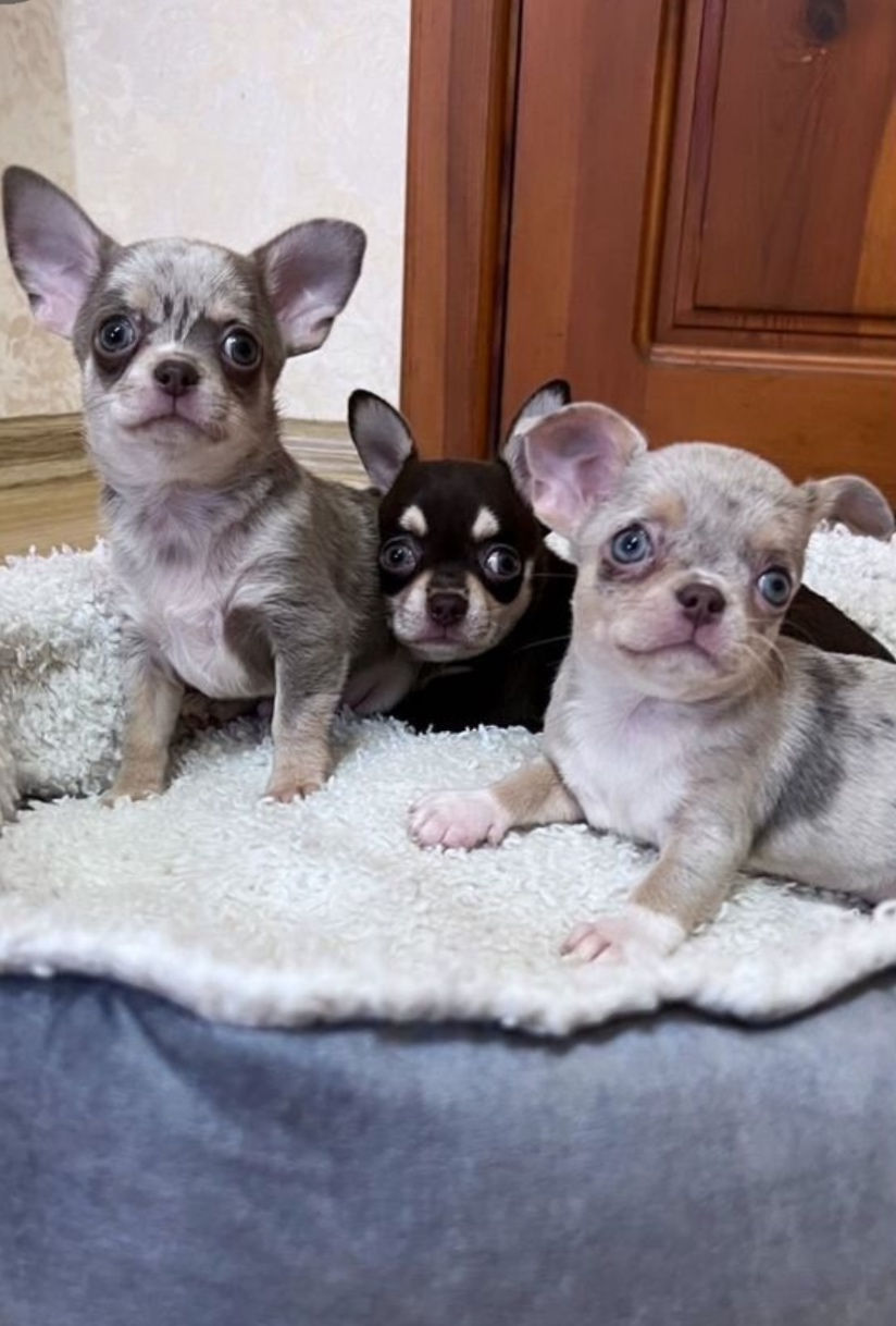 サムネイル： Piff - gorgeous soft little darling Chihuahua male