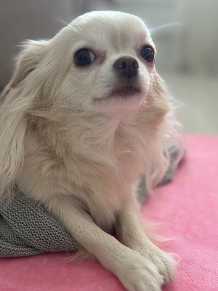 Miniatura: Roxy - velvet chestnut brown puff Chihuahua female