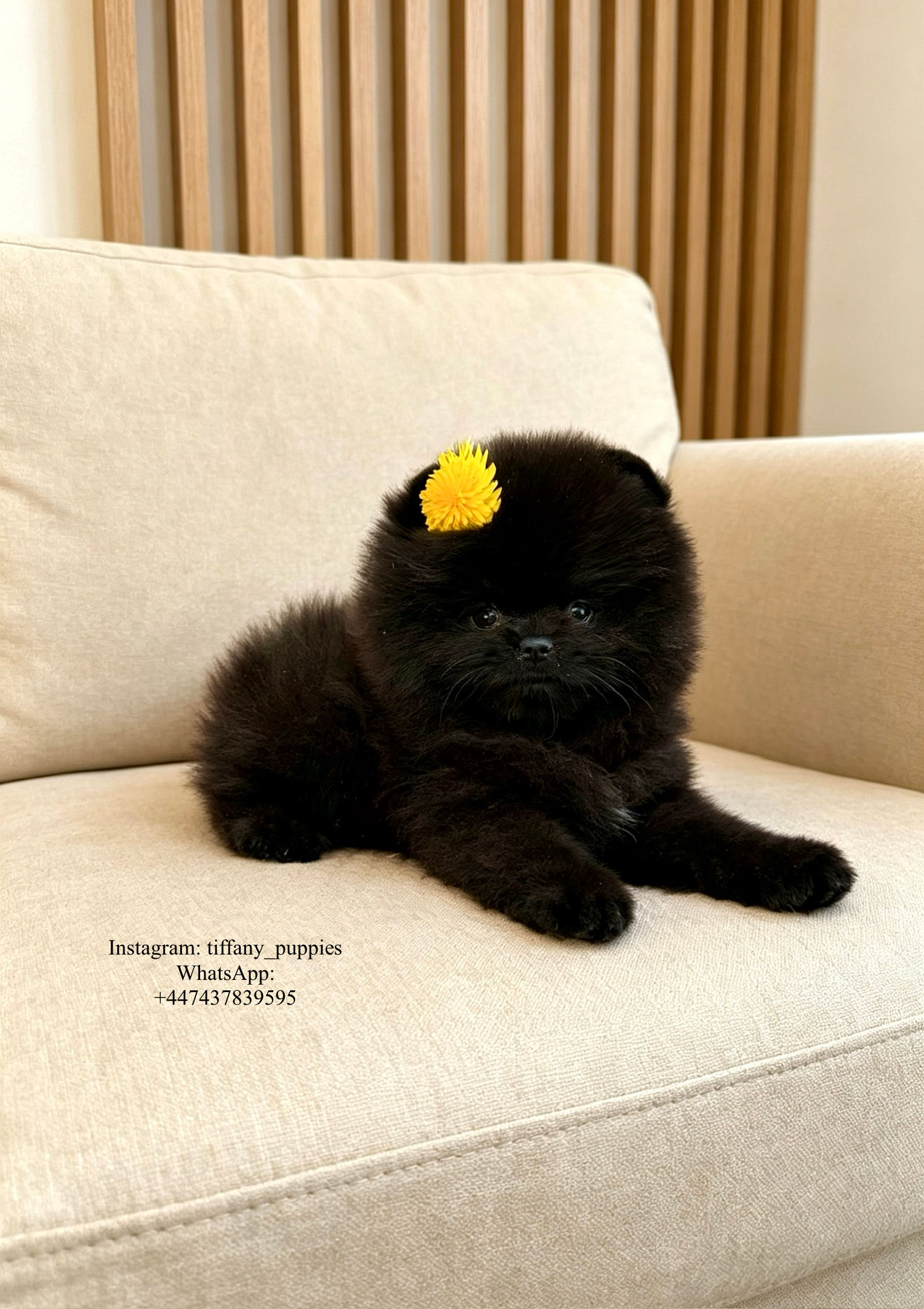 Sabrina - gorgeous little black Pomeranian girl 
