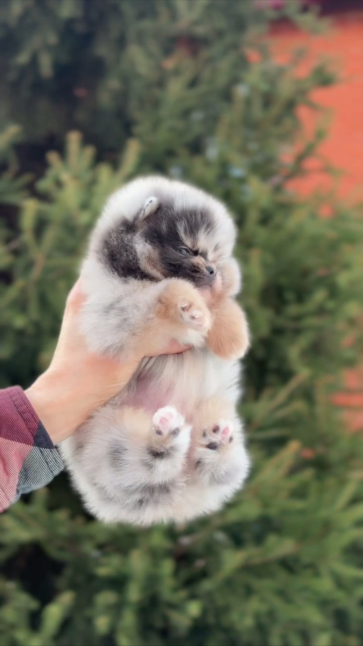 サムネイル： Vanillope - exclusive blue Merle with tan Pomeranian girl 