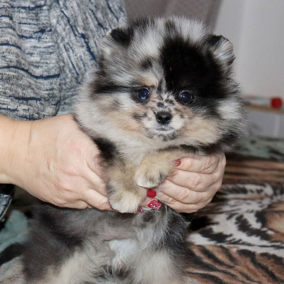 Miniature : Sidney - incredible Merle and tan Pomeranian girl