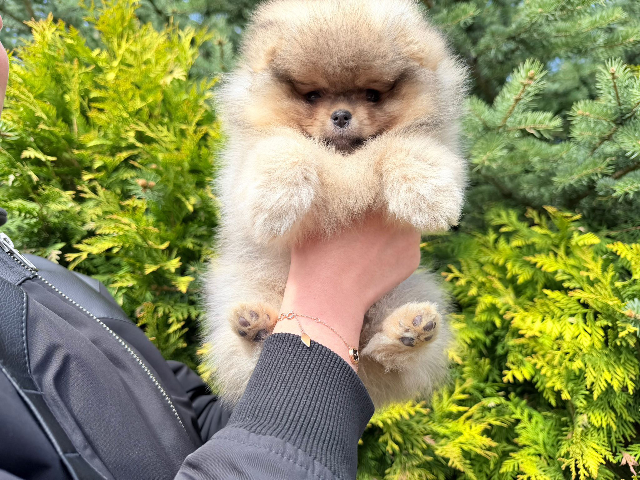 Flowy - radiant orange sable Pomeranian girl 