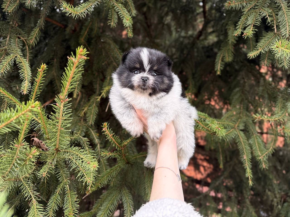 Thumbnail: Mixi - gorgeous black tricolor Pomeranian girl. Stunning coat, adorable soul. 