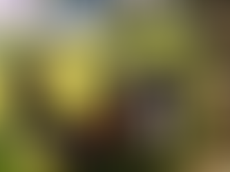 Planifier un stage de survie en Thaïlande : destination exotique pour survie