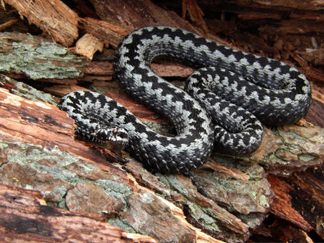 Les Serpents de France : Entre Mythes, Réalités et Secrets de Nature