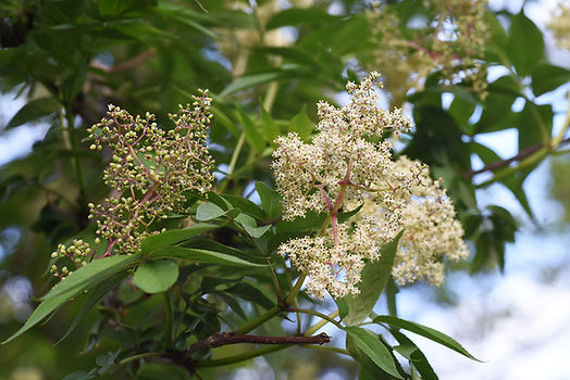 Premium Fresh Lychee – High-Quality Israeli Lychee Export by Miriam Shoham LTD
