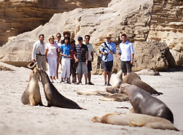 Seal Bay, Kangaroo Island