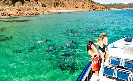 kangaroo-island-marine-adventures-dolphins-from-boat-drone.webp