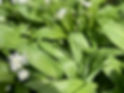wild-garlic-foraging-harvest-01.jpg