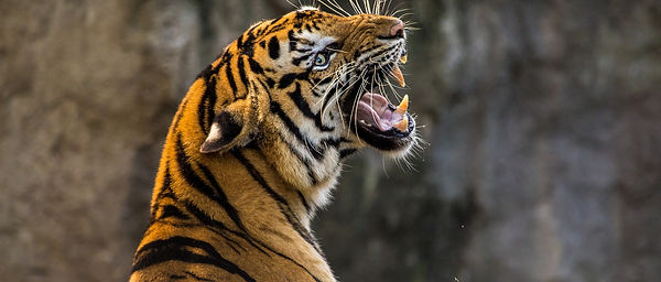 tiger-3264048_1920.jpg
