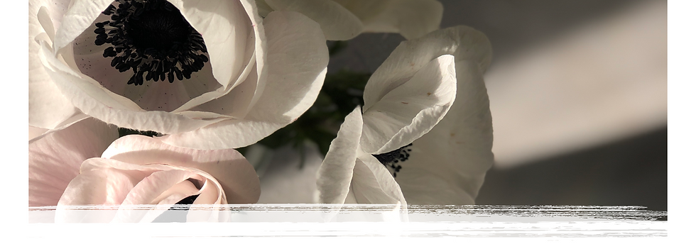 ANENOME BANNER.png