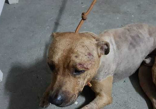 Presos em rinha de cães são levados para custódia em Mairiporã (SP)
