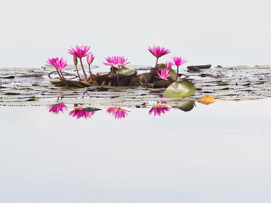 Shutterstock Pink Lilies White Water Appointments page.jpeg