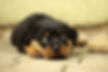 rottweiler-869018_1920.jpg