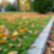 fall leaves on lawn.jpg