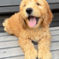 Goldendoodle