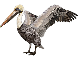 St. Kitts and Nevis National Emblem Brown Pelican.