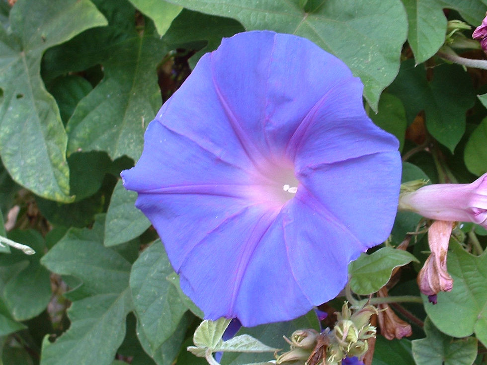 Thumbnail: Blossoming morning glory vine