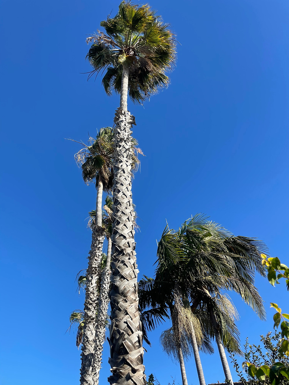 I've always been enamored with palm trees.