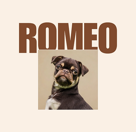 Beige and Black Bold Typographic Meet the Founder Instagram Post.zip - 2.png