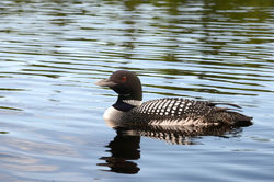 Loon On Pond, Washington NH