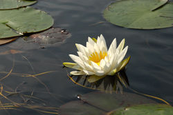 Pond Lilly On Half Moon Pond, Washington NH