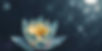 Lotus Flower_edited.jpg