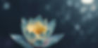 Lotus Flower_edited.jpg